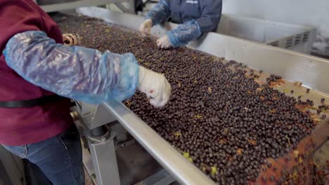toma estática de dos personas quitando desechos de una mesa de clasificación llena de uvas rojas