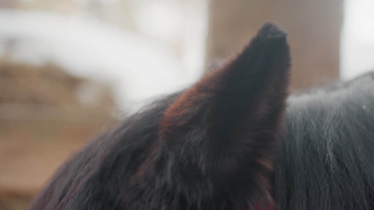 inspección minuciosa de las características de las orejas equinas, examen detallado de las orejas de los caballos en un entorno estable, evaluación exhaustiva del tímpano equino en un entorno estable para detectar indicadores de salud