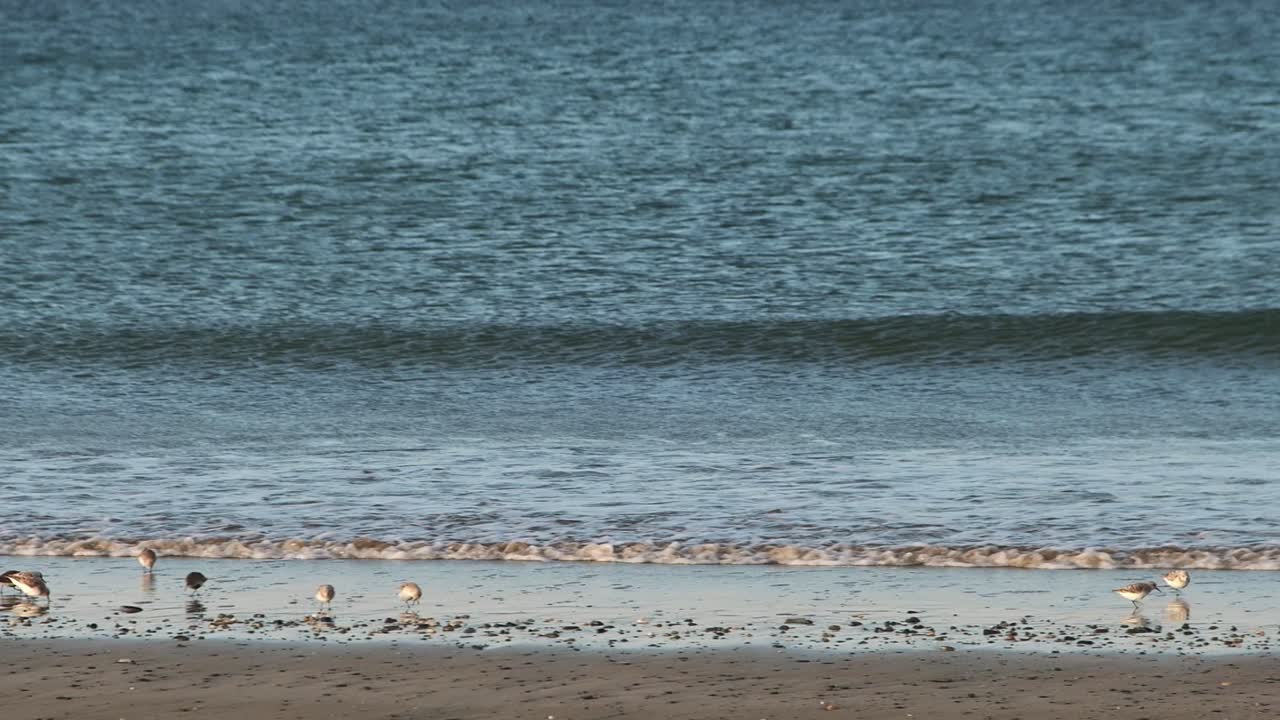 Early morning at the sandy beach with waves and sanderlings running and feeding on a sandy beach