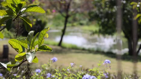 butterfly perches on green leaves over time