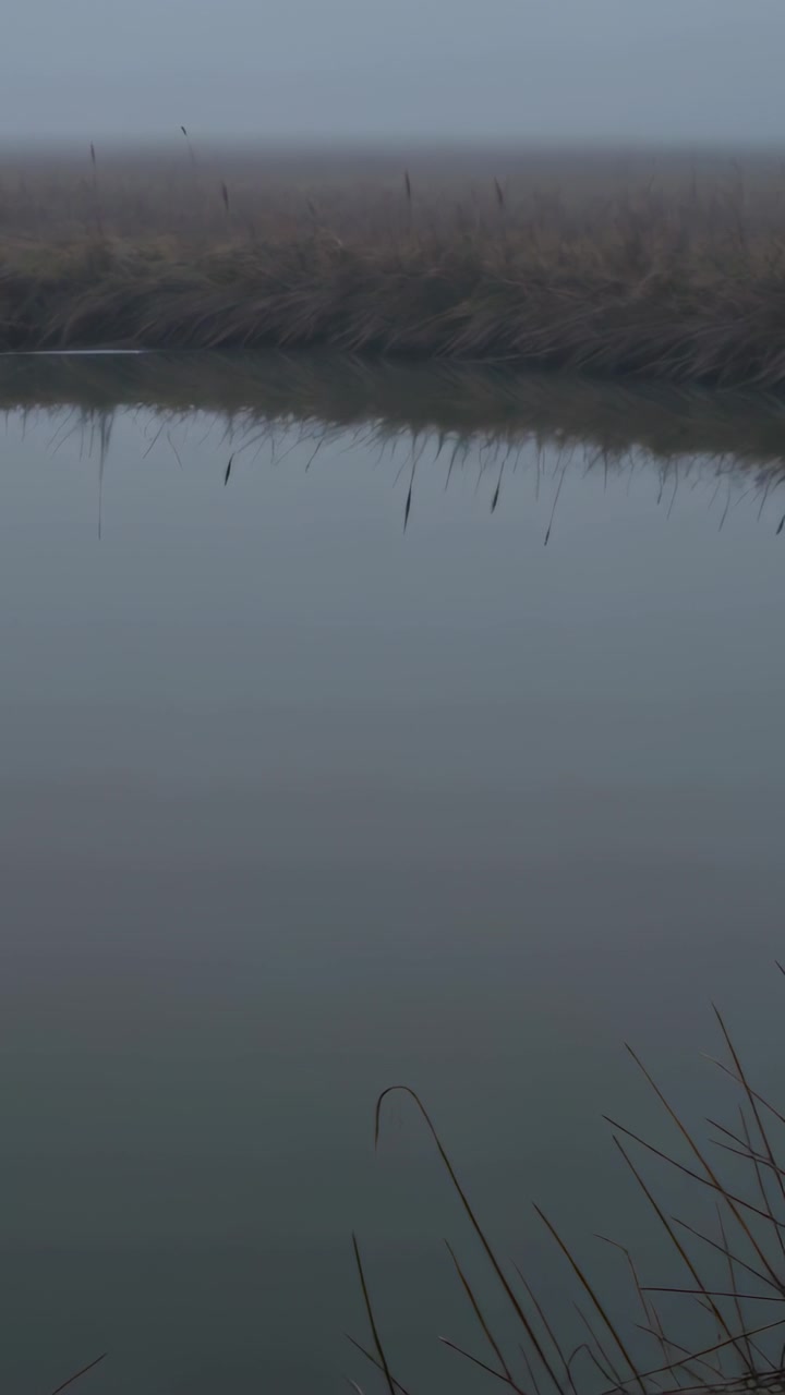 Vertical video: Rippling pond reflecting sky at marsh bank with thin posts, breeze swaying reeds