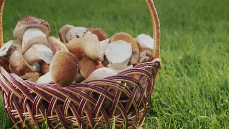 The-camera-moves-slowly-from-a-basket-of-wild-mushrooms,-which-stands-on-green-grass.