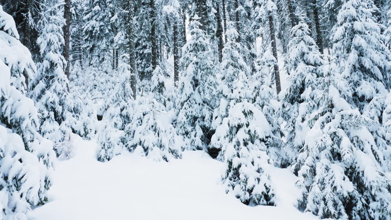 겨울 에 눈 인 숲