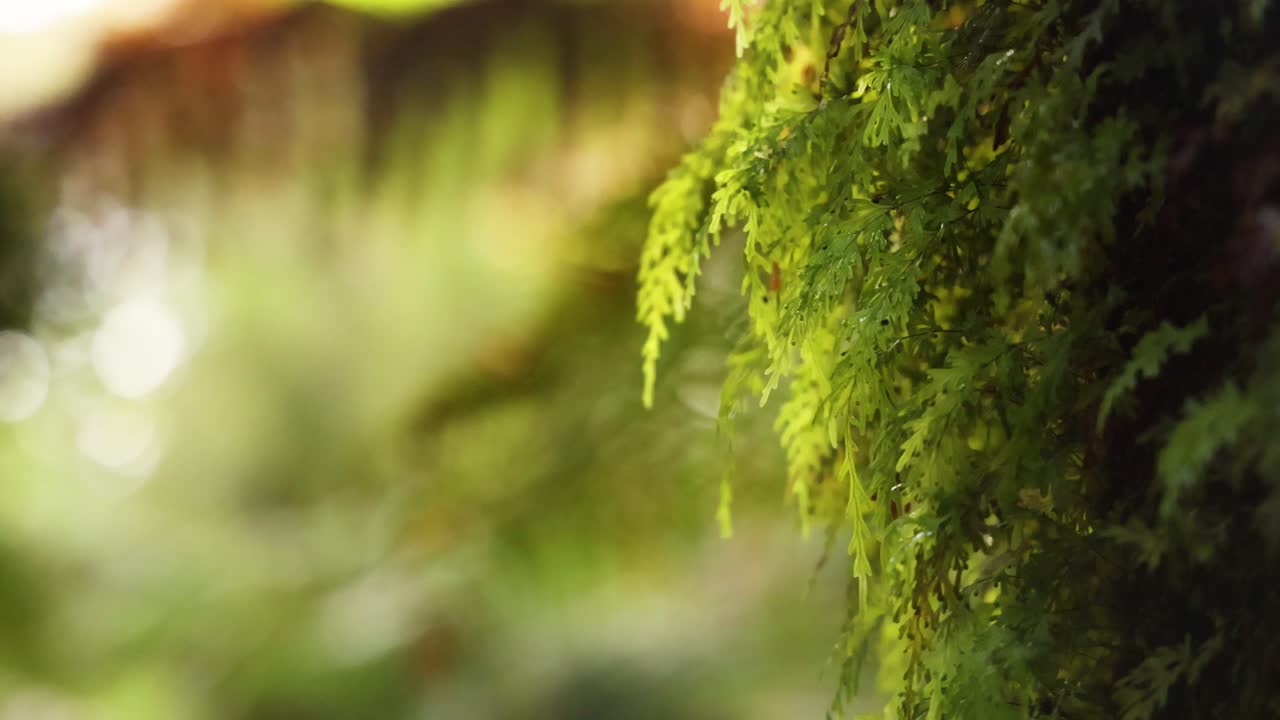 felci verdi lussureggianti in una foresta pluviale