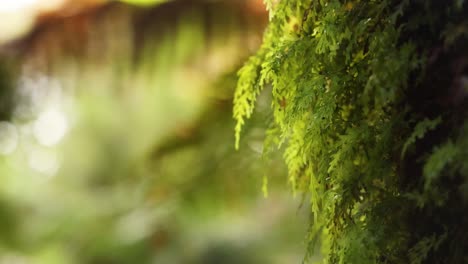 helechos verdes exuberantes en una selva tropical