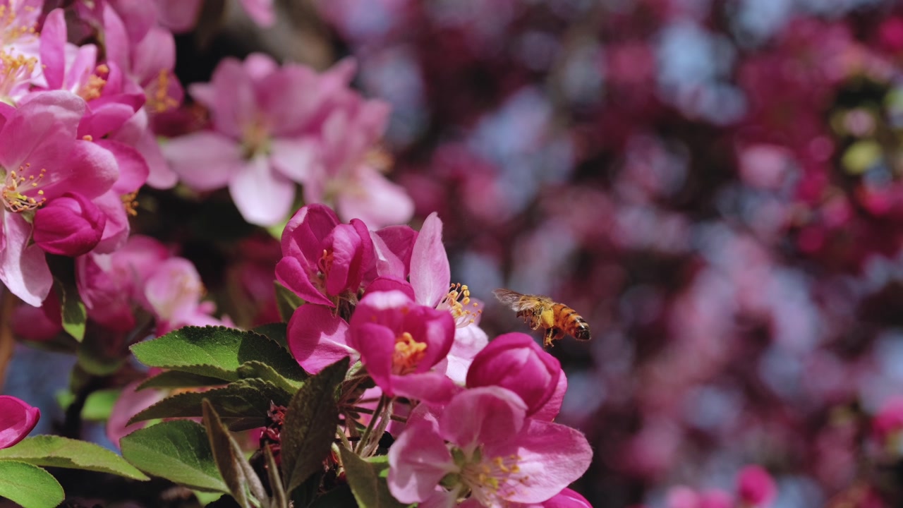This macro close up footage shows a honey bee actively foraging and collecting pollen on vibrant pink spring blossoms. The vivid colors and intricate details highlight the essential pollination proces