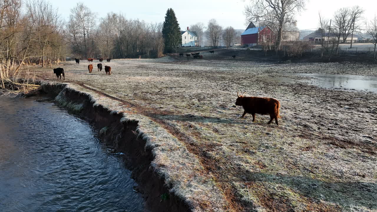 Scottish highland cattle walk by stream in winter frost