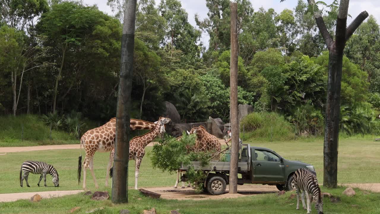 las jirafas y las cebras se reúnen alrededor de un camión de alimentación en el parque