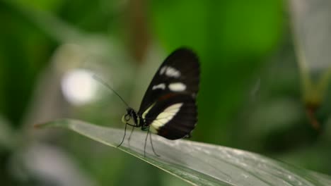 a butterfly sitting on a leaf and then flying away in slow motion