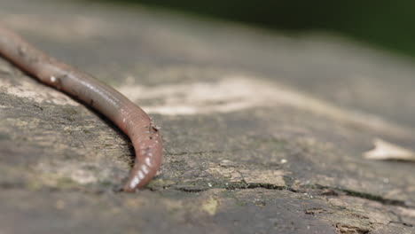 Foto-Macro-De-Un-Gusano-Deslizándose-En-Un-Registro