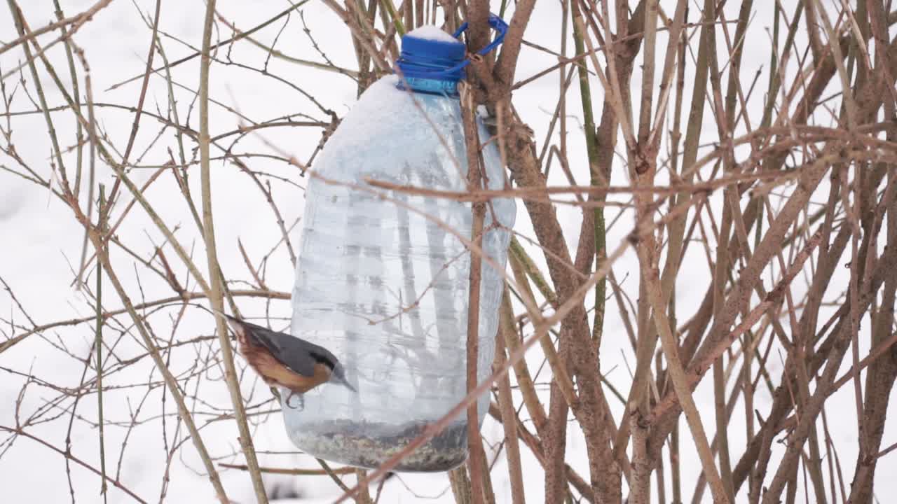 Talvilinnut puistossa lähikuvassa