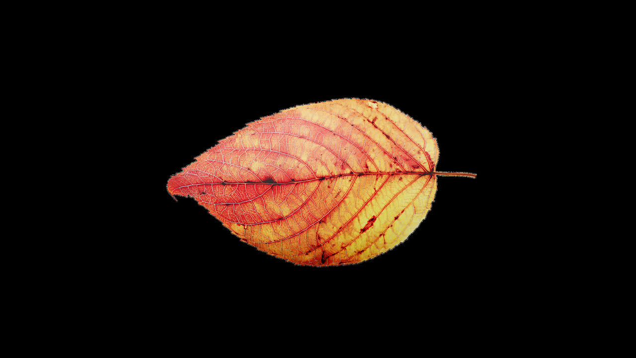 осенние листья