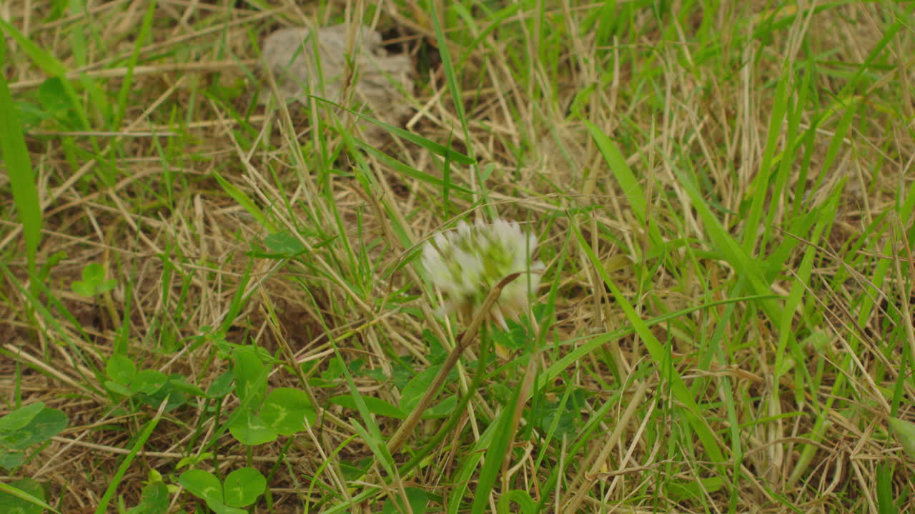 hermosa flor silvestre blanca entre la hierba en la naturaleza del verano