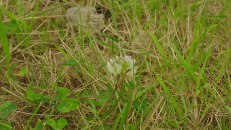 beautiful white wildflower in between the grass in the nature of summer