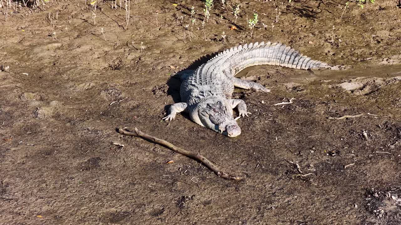 A saltwater crocodile lies motionless on a sunlit riverbank in Port Douglas, Queensland, showcasing its textured scales and powerful physique