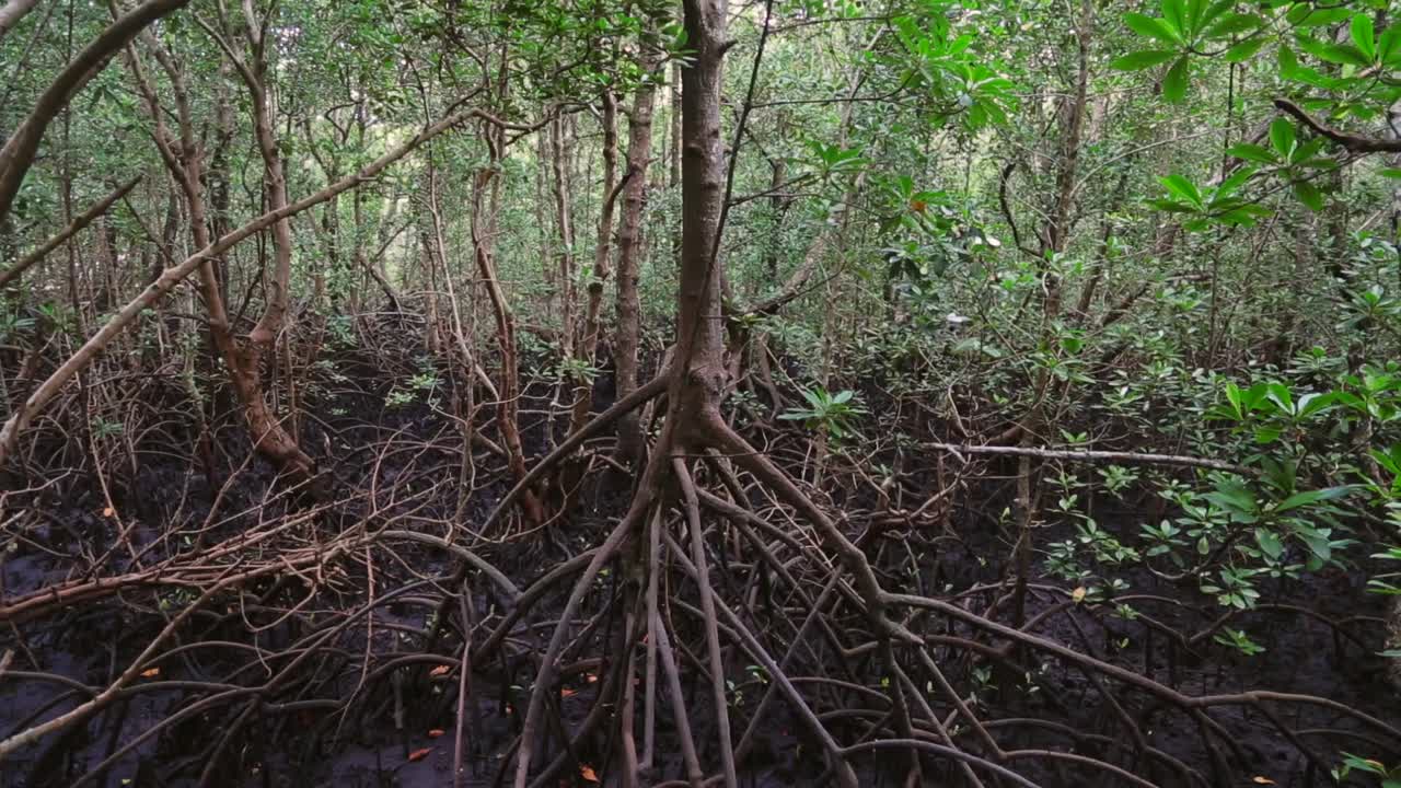 잔지바르의 맹그로브 숲