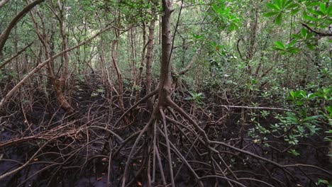 el bosque de manglares de zanzíbar
