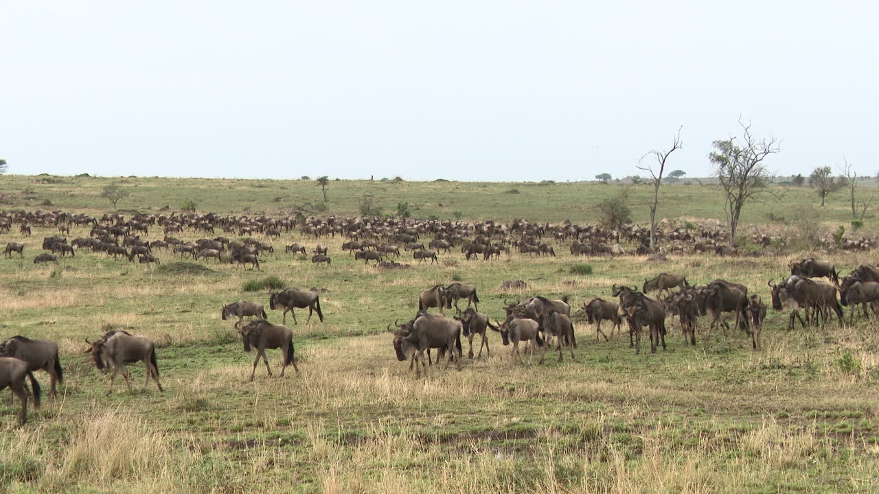 Grande rebanho de Gnus-azuis migrando pelas planícies do Serengeti, Tanzânia