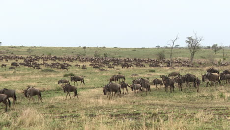 Blue-Wildebeest-big-herd-migrating-over-the-Serengeti-plains,-Tanzania