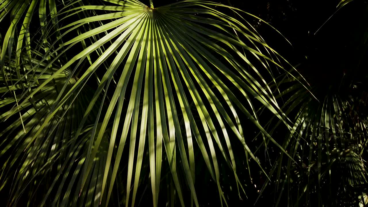 luz del sol dorada sobre la hoja de palma de abanico con un impresionante fondo negro oscuro