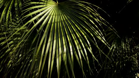 Luz-Dorada-Del-Sol-En-La-Hoja-De-Palma-De-Abanico-Con-Un-Impresionante-Fondo-Negro-Oscuro