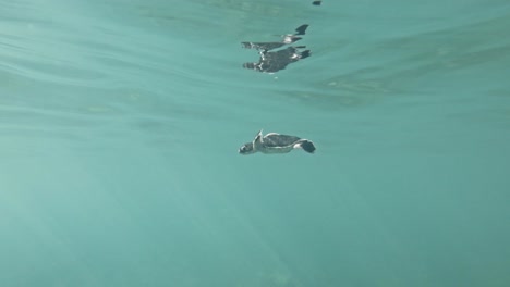 a seaturtle slowly swimming through the crystal clear ocean