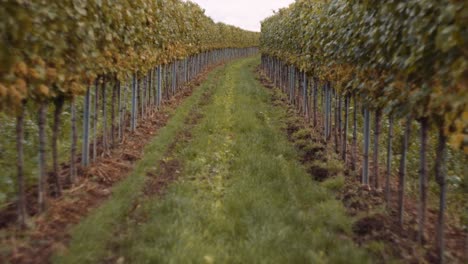 beautifully maintained vineyard in austria, neat rows of grapevines