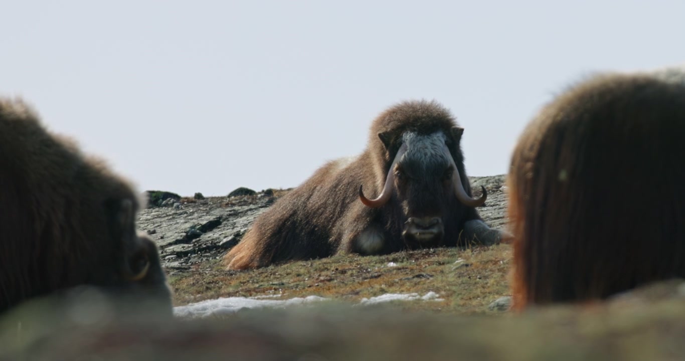 Resting Muskox Portrait Framed by Herd Members in Dovrefjell, Norway