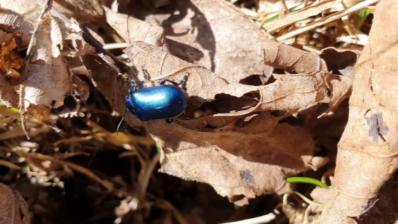 Close-up of a Metallic Blue Beetle on Dead Leaves