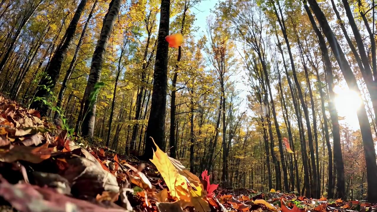 Colorful Autumn Leaves Falling in a Sunny Forest
