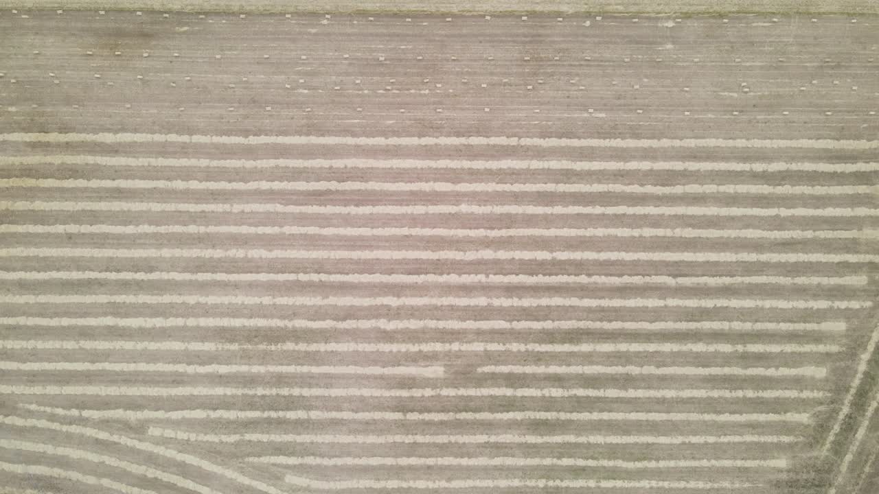 Droneoptagelser af brede hvedemarker under sommerens landbrugshøst