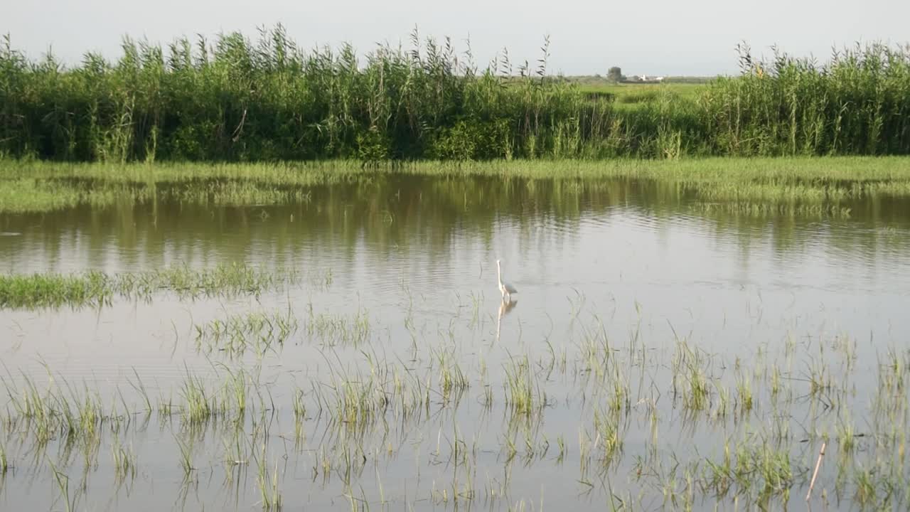garza blanca en la laguna de un campo de arroz en la albufera valenciana