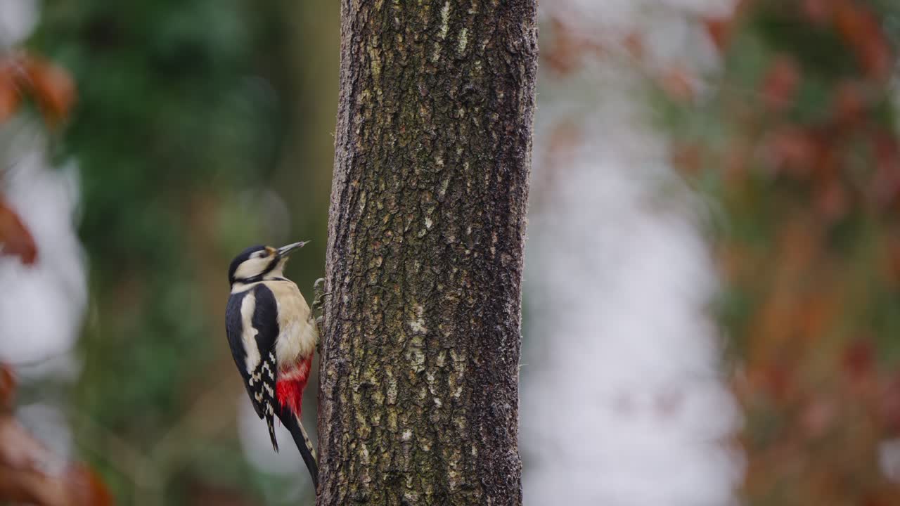 Woodpecker grips bark of tall tree, motionless against vertical trunk in quiet forest