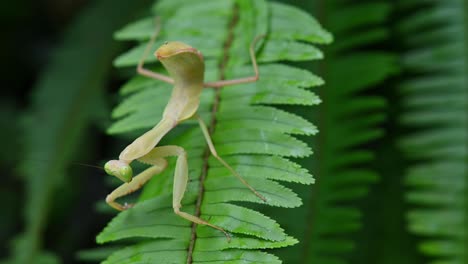 mantis religiosa, rhombodera megaera, tailandia