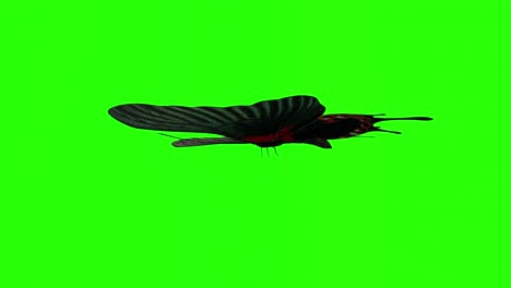 exotic butterfly green screen 3d rendering animation.