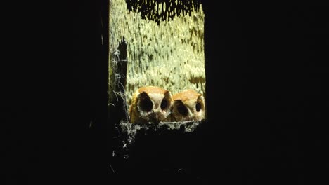 adorable búho de bahía oriental o phodilus badius en su nido en la noche