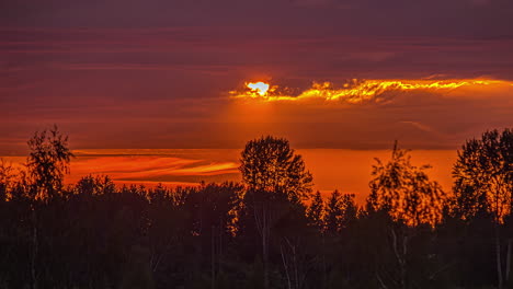 silueta de árboles contra el cielo naranja en movimiento al atardecer