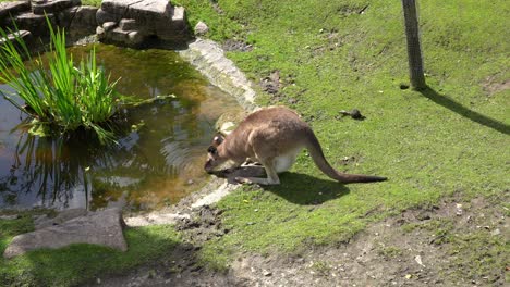 young kangaroo drinking from a pond during warm summer day