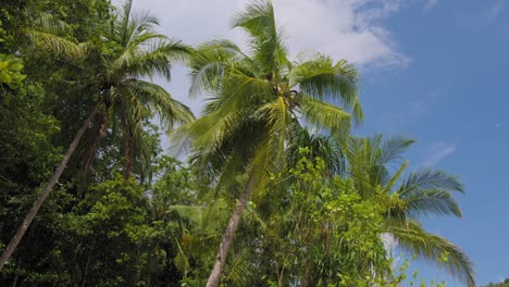 lush palm trees against a blue sky