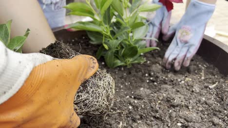 Planting-a-flower-into-a-pot-by-hand