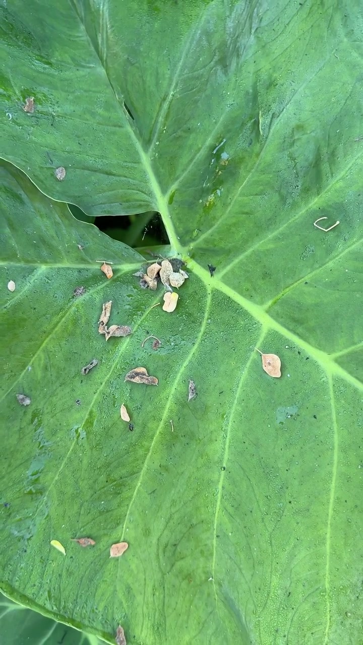 Primo piano di una grande foglia verde con detriti caduti