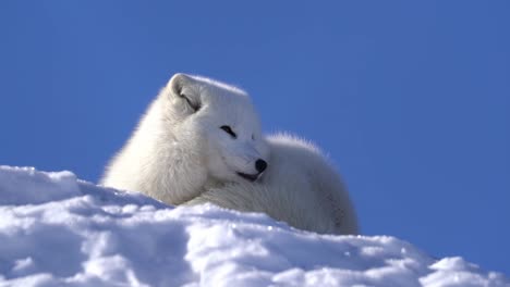 Entzückender-Weißer,-Flauschiger-Polarfuchs,-Der-Ein-Geräusch-Hört-Und-Aus-Tiefem-Schlaf-Auf-Dem-Schnee-Aufwacht---Sonne-Trifft-Das-Tier-Wunderschön-Von-Links-Und-Knuspriger,-Klarer,-Blauer-Himmelshintergrund---Zeitlupe