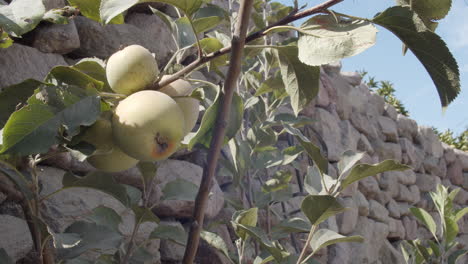 apple tree against a stone wall in daylight