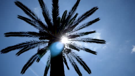 sunbeam or lens flare, passing through the silhouette of a palm tree filmed in backlight with a dark blue sky