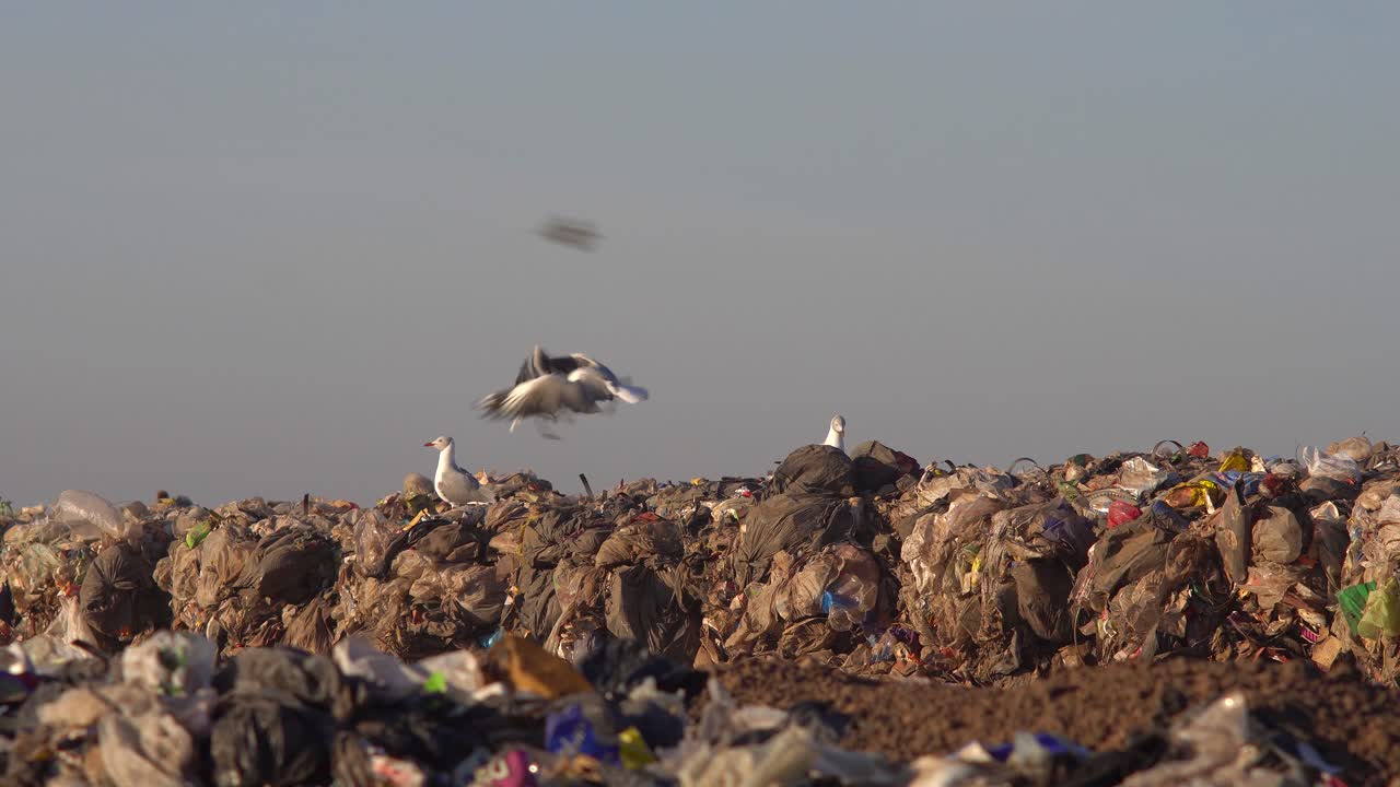 gaviotas de cabeza gris encima de un montón de basura en un vertedero