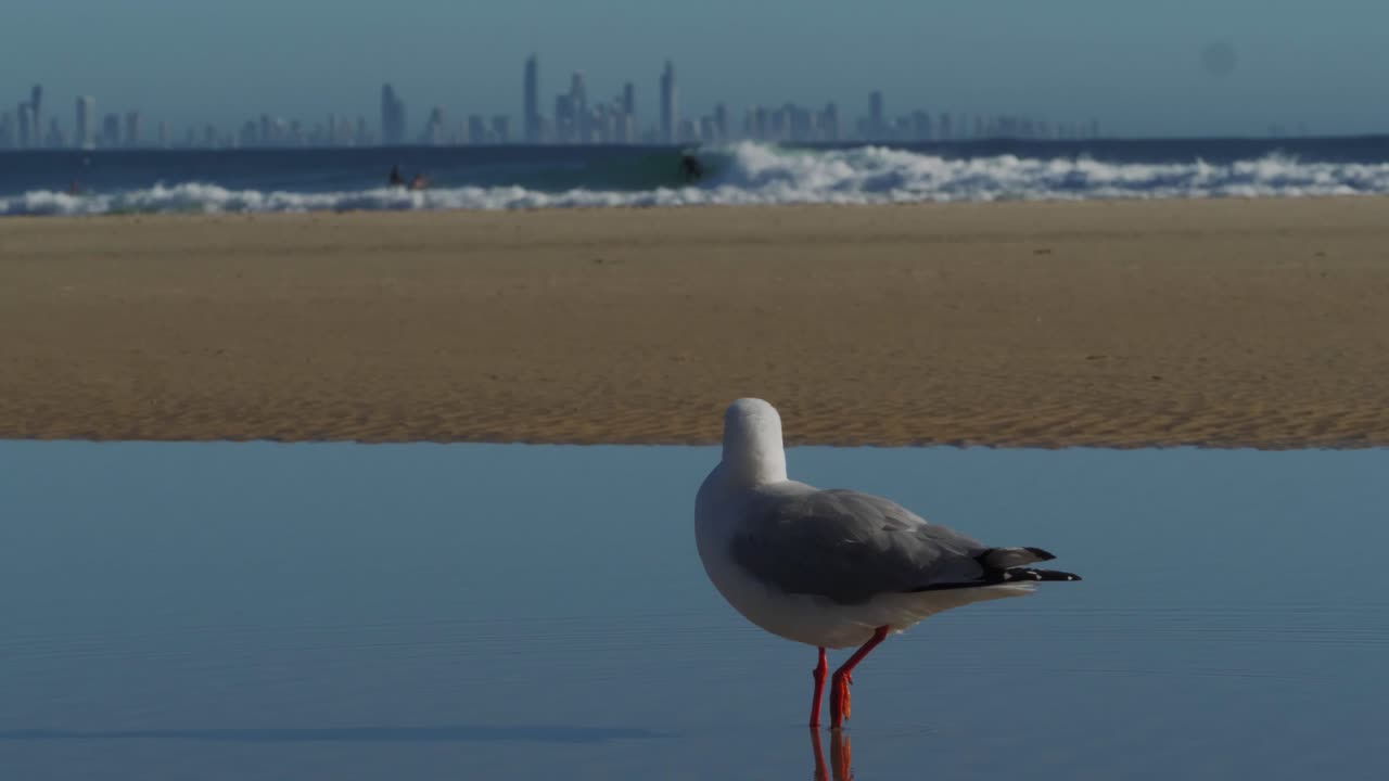 Une mouette à bec rouge debout sur l'eau - Surfeur surfant sur la plage de Snapper Rocks en arrière-plan - Espèce de goéland argenté sur la Gold Coast, Queensland - gros plan