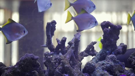 group of fish is swimming in fish tank over rocky ornaments