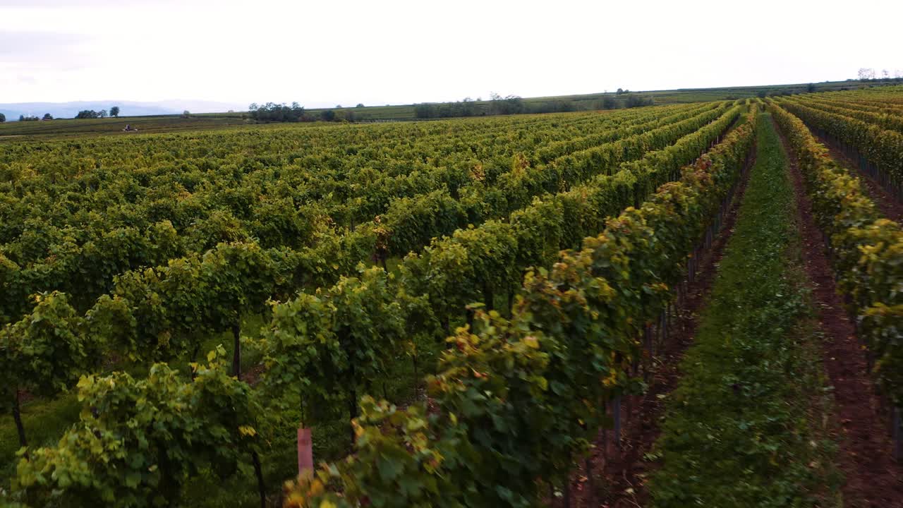 viñedos inmaculados en el campo austriaco, sobrevuelo de drones