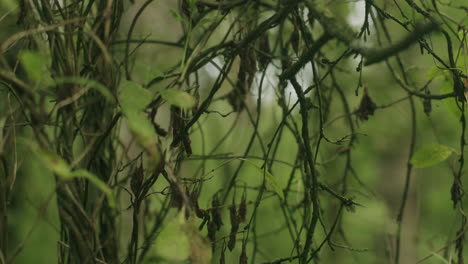 Parallax-close-up-shot-of-entangled-of-an-old-tree-in-the-forest-of-Sankt-Peter-Ording,-Germany