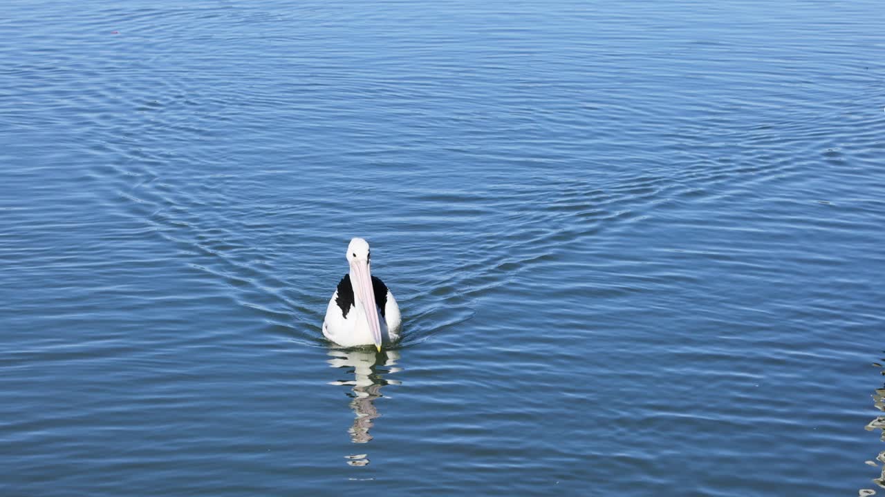 el pelícano nadando, la gaviota volando, el agua tranquila.